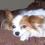 Dog Hotel